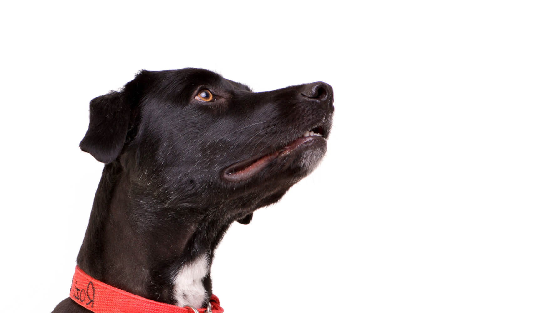 PLB animal image