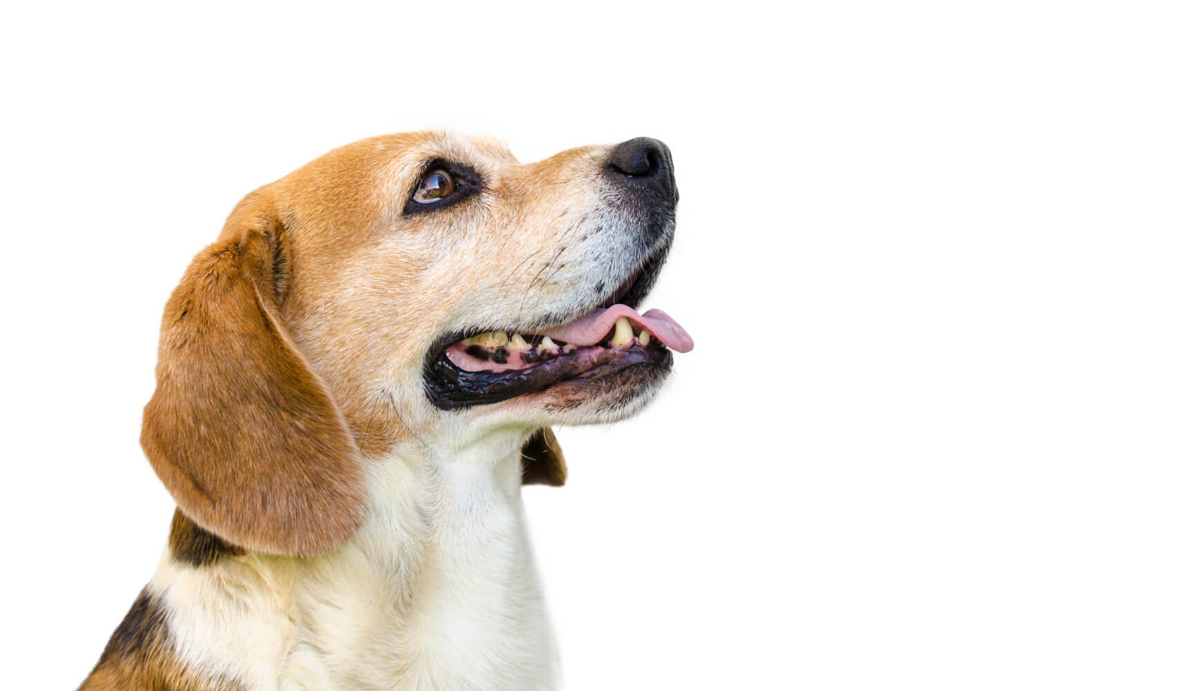 PLB animal image