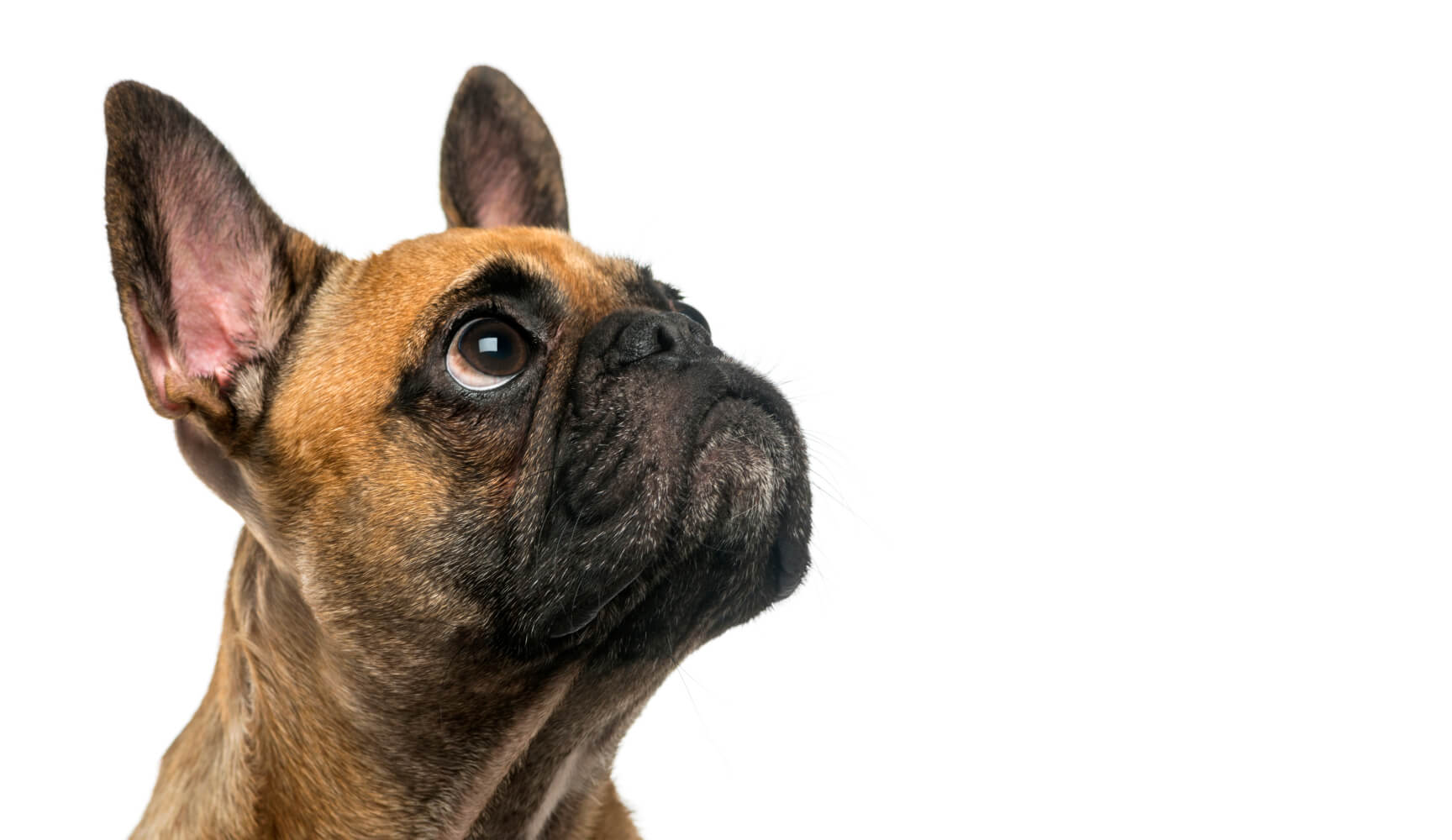 PLB animal image