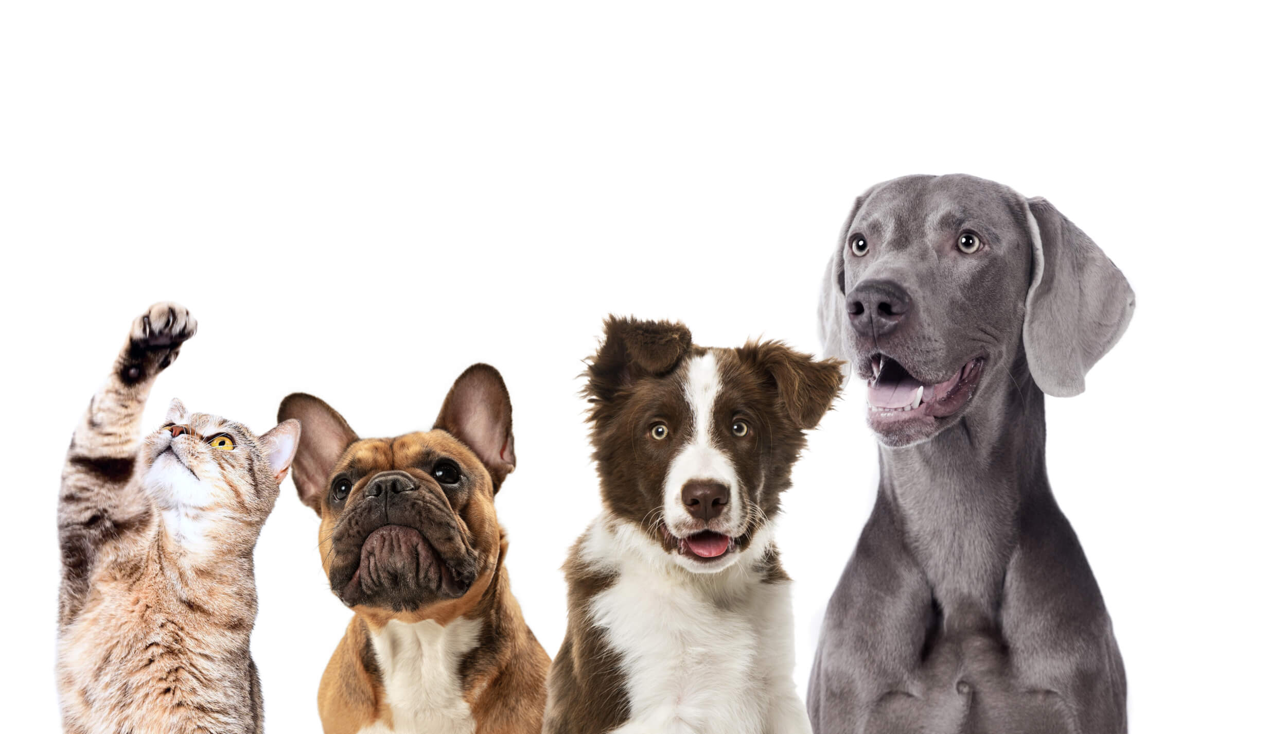 PLB homepage hero image