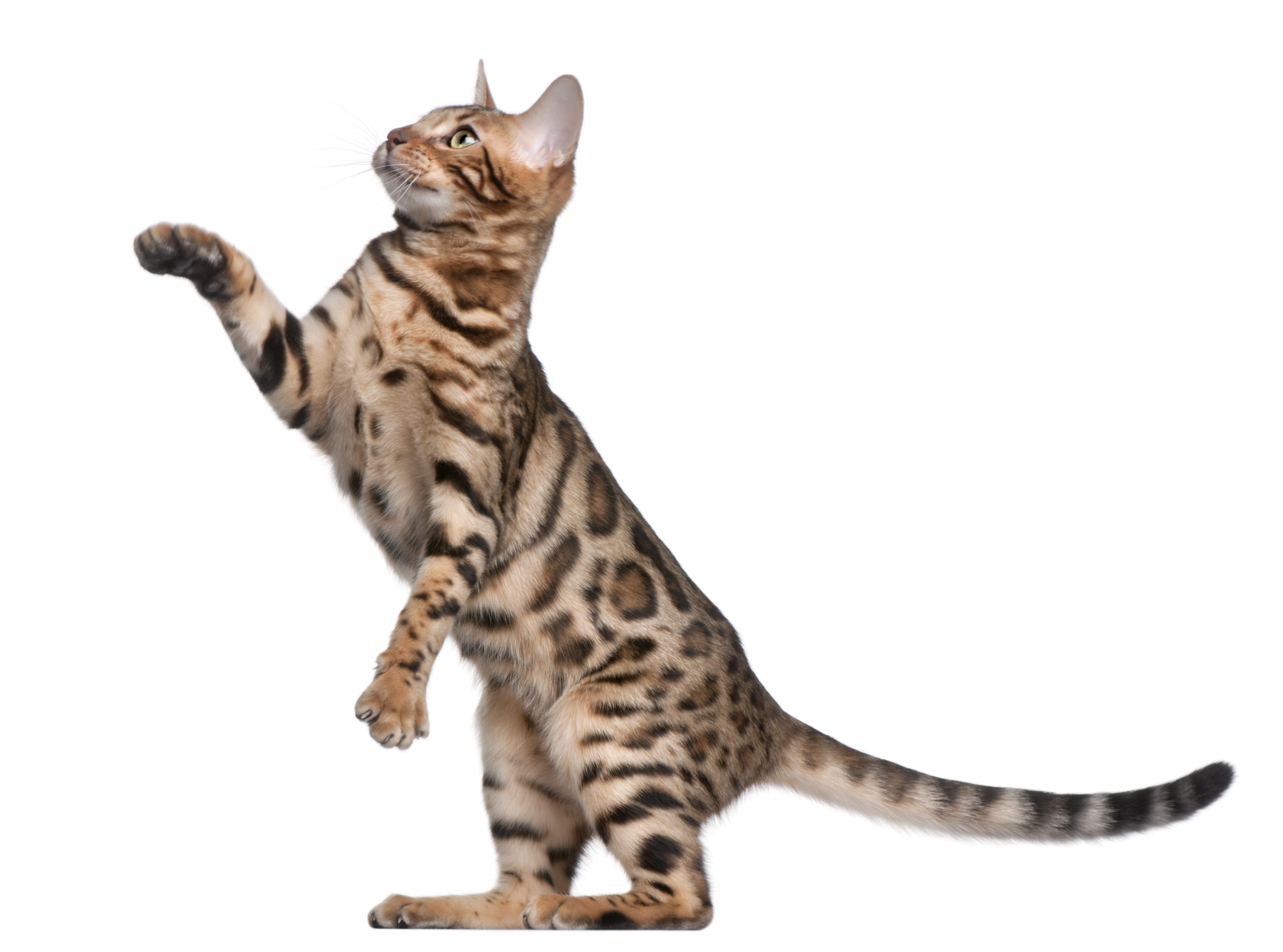 PLB animal image