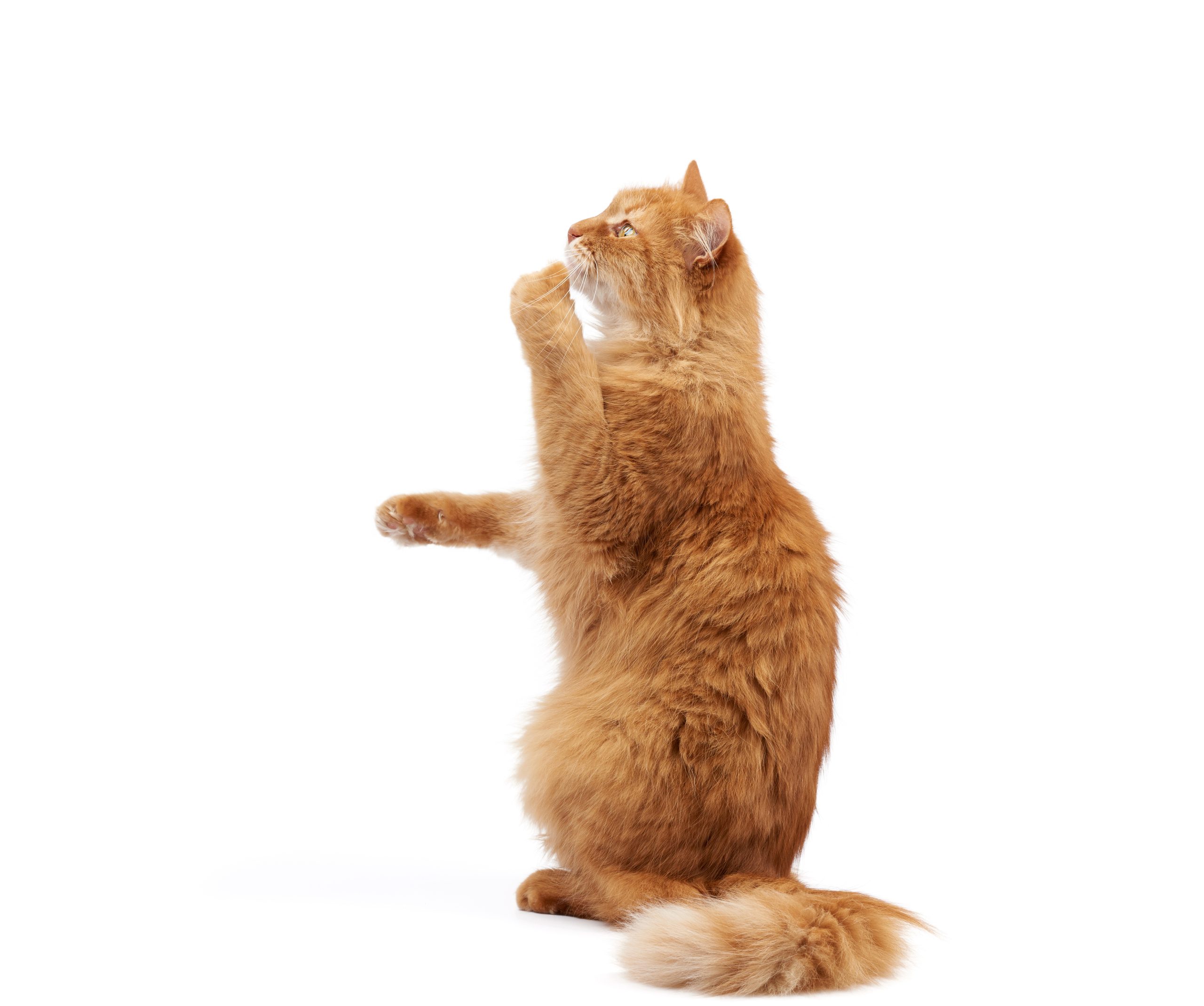 PLB animal image